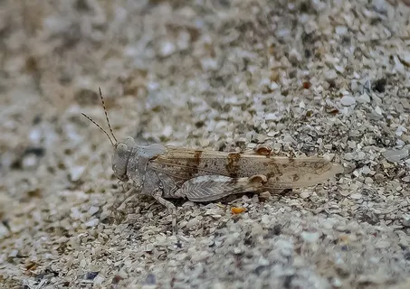 蝗虫，昆虫，自然，野生动物，自然，特写