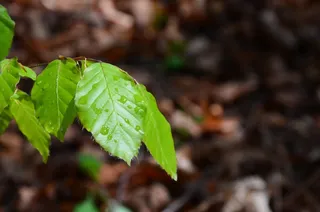 叶子，森林，一滴水，雨，性质，植物，水