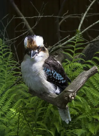 动物园，鸟，动物，自然，动物园附件