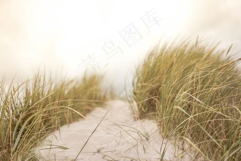沙，草，海滩，性质，夏天，沿海，海边