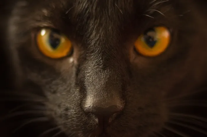猫，寻找，黄色，猫的，宠物，肖像，毛皮，黑色
