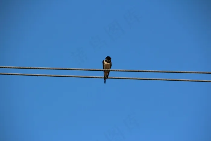 鸟，Schwalbe，天空，性质，线，蓝色，燕子