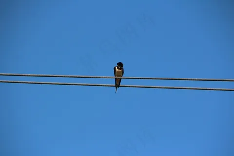 鸟,Schwalbe,天空,性质,线,蓝色,燕子 鸟,Schwalbe,天空,性质,线,蓝色,燕子