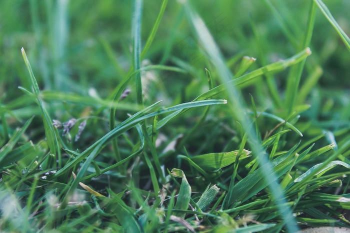 盆栽植物,矮脚白花蛇利草,扭轴鹅观草,花卉,玉米,草草地草地