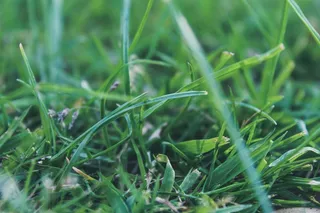 盆栽植物,矮脚白花蛇利草,扭轴鹅观草,花卉,玉米,草草地草地