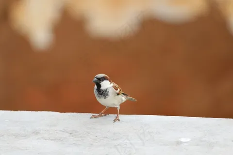 麻雀，鸟，自然，动物，羽毛，翼，飞