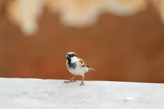 麻雀，鸟，自然，动物，羽毛，翼，飞