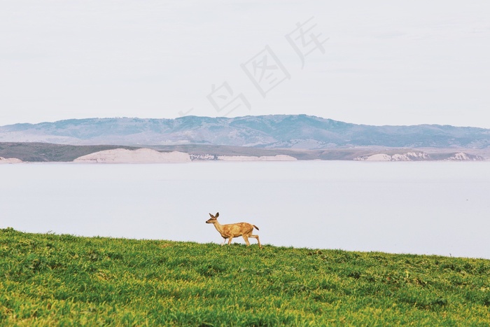 动物，自然，鹿，野生动物，草地，草，字段