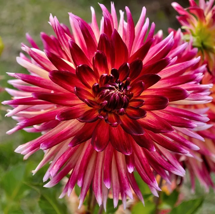 大丽花，红色，白色，花的，花，花瓣，自然