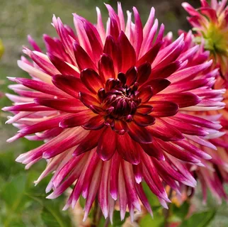 大丽花,红色,白色,花的,花,花瓣,自然 大丽花,红色,白色,花的,花,花瓣,自然