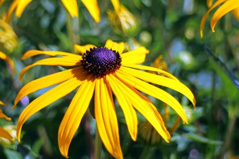 太阳帽，黄金菊，普通Sonnenhut