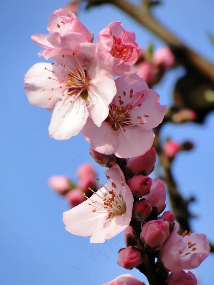 杏仁花，Frühlingsanfang，开花的树枝，春天