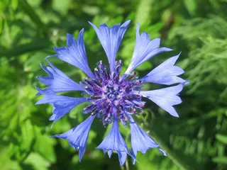 Centaurea Cyanus，矢车菊，单身汉的按钮