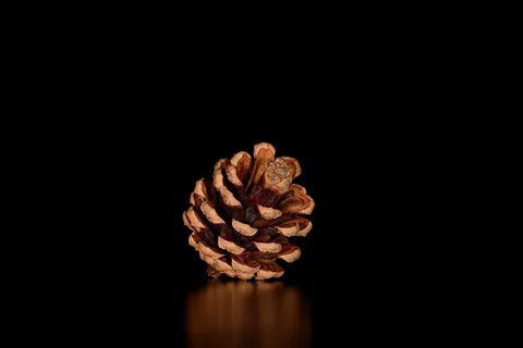 松果，水龙头，松果