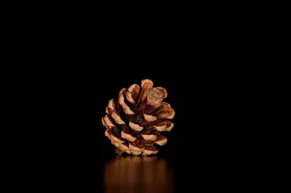 松果，水龙头，松果