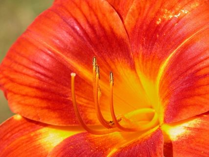 花，红色，宏，性质，自然，夏天，缩放