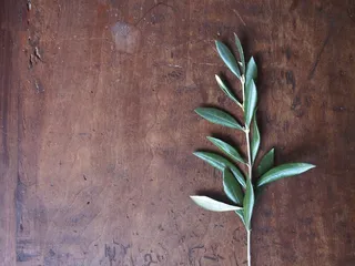 奥利沃夫，科，橄榄枝，橄榄，厄尔弗鲁希特，布什