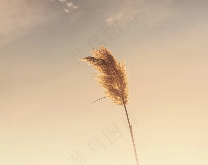 植物，天空，日落，自然，景观，夏天，春天
