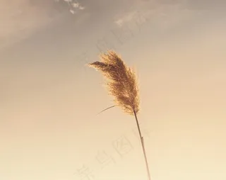 植物，天空，日落，自然，景观，夏天，春天