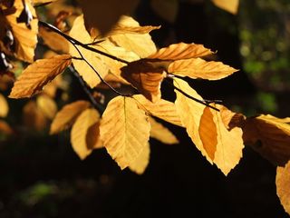 叶子，树，秋，树木，性质，枝杈，叶子