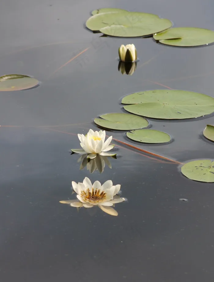 睡莲，Kelluvalehtinen，自来水厂