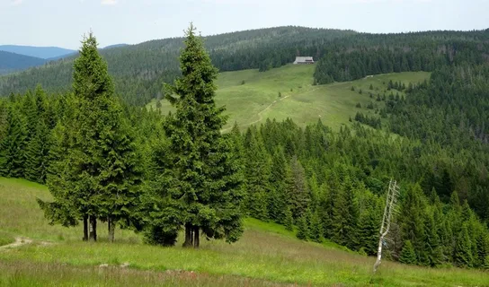 Turbacz,热,波兰,山,树, Turbacz,热,波兰,山,树,