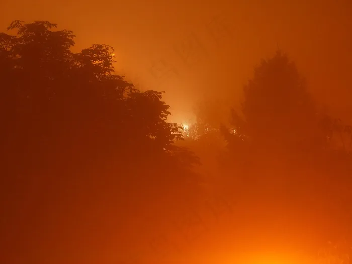 雾，森林，有雾，夜，天气，自然