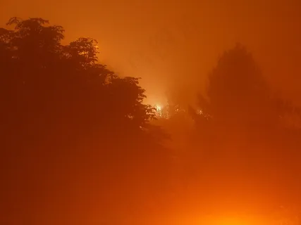 雾,森林,有雾,夜,天气,自然 雾,森林,有雾,夜,天气,自然