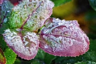 弗罗斯特，覆盖，叶子，华美，性质，秋天，秋