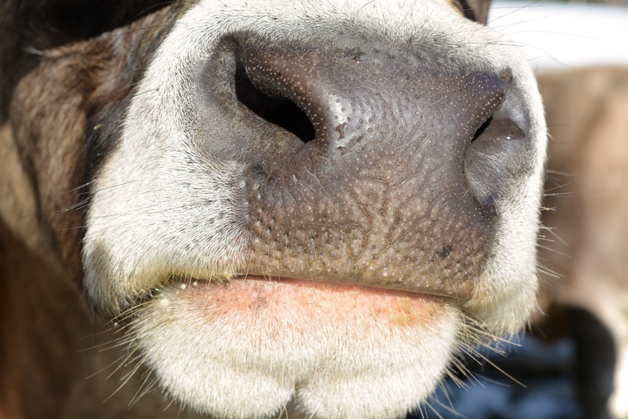 牛，牛肉，动物，哺乳动物，脚，鼻孔，毛皮，关闭