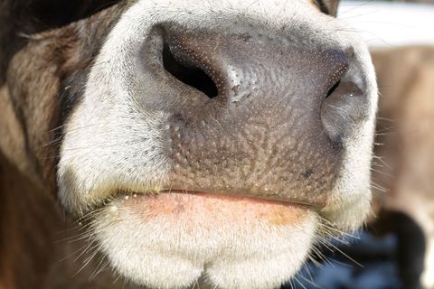 牛，牛肉，动物，哺乳动物，脚，鼻孔，毛皮，关闭