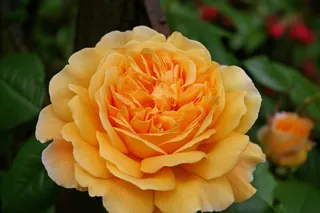 玫瑰，格雷厄姆·托马斯，英国玫瑰，玫瑰品种，花园