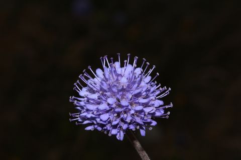 花，开花，紫色，关于，蓬松