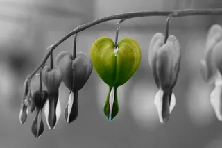 花，自然，关闭，植物