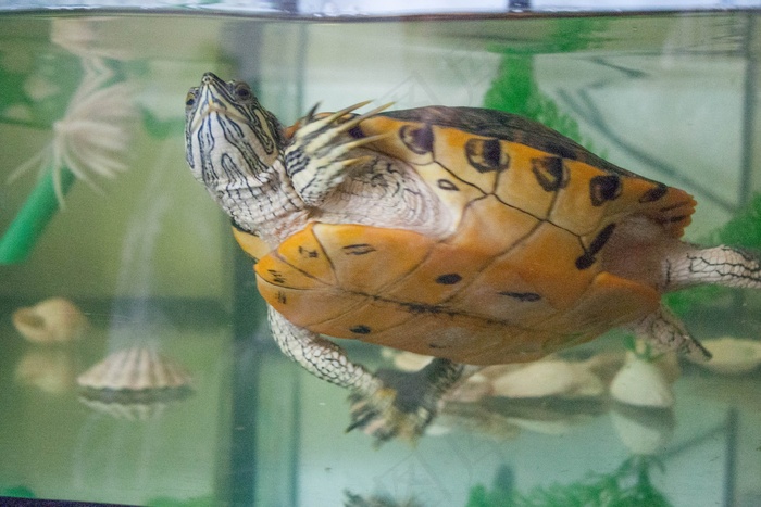 乌龟，水，水族馆