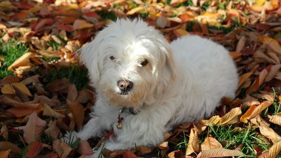 动物，狗，白色，宠物，秋，叶子