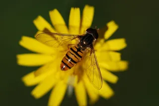 悬停飞，昆虫，关闭，动物，性质，宏，飞