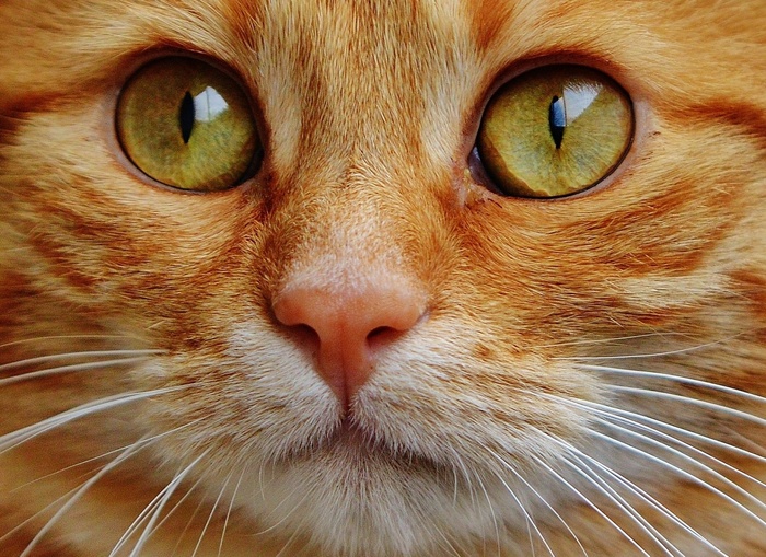 猫，宿醉，红色，可爱，鲭鱼，虎，甜