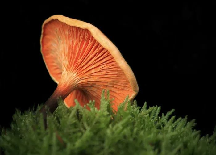 蘑菇，蘑菇，性质，森林，秋季，青苔