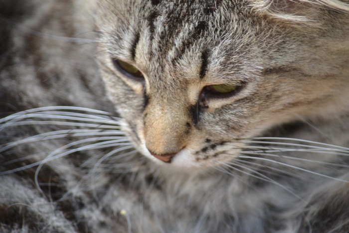 猫，哺乳动物，猫的，虎斑猫，宠物，嬉戏，自然