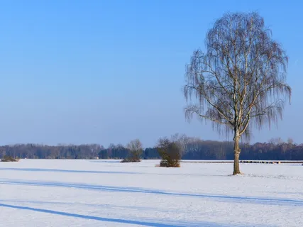 树,寂寞,桦木,性质,雪,景观,休息 树,寂寞,桦木,性质,雪,景观,休息
