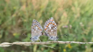 蝴蝶，草地，昆虫，自然，草，关闭