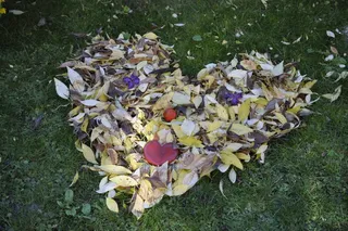 叶子，秋天的落叶，金色的秋天