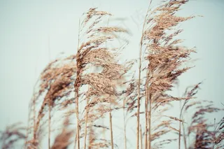 小麦草，小麦，草，小麦草，植物，农村