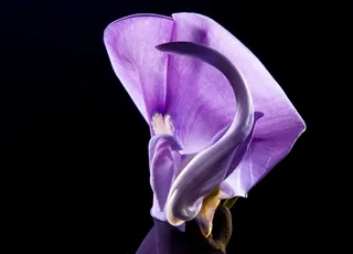 开花，花，野花，紫，紫色