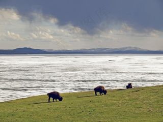 野牛，冬天，黄石国家公园，怀俄明州，美国