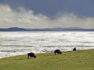 野牛，冬天，黄石国家公园，怀俄明州，美国