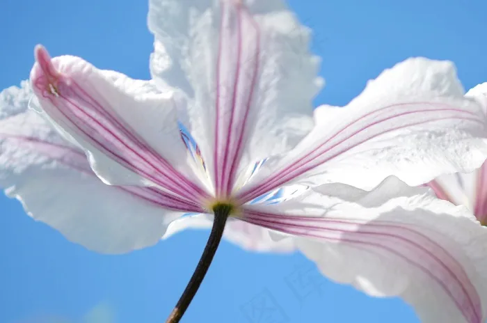 花，紫色，自然，花的，春天，自然，夏天