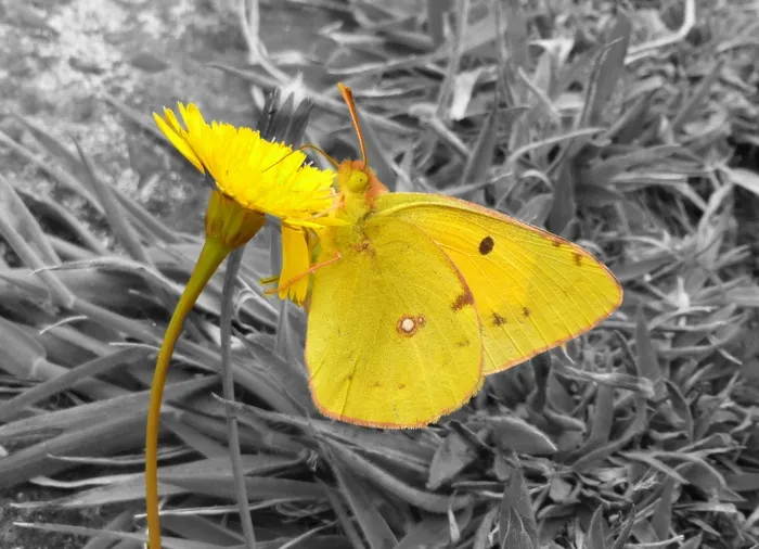 蝴蝶，黄色，昆虫，关闭，动物