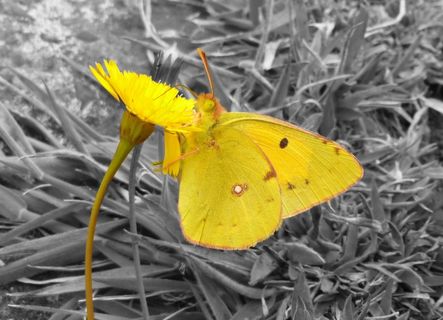 蝴蝶，黄色，昆虫，关闭，动物